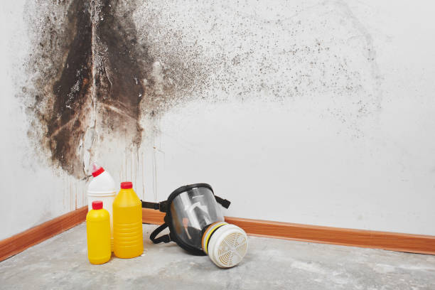 Certified Mold Removal in Sound Beach, NY