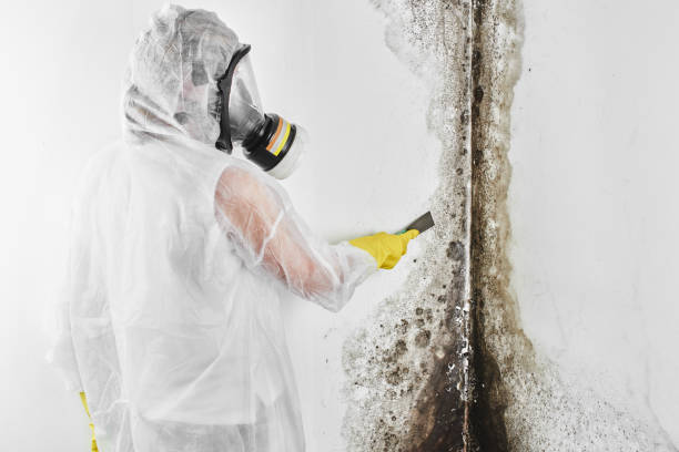 Best Attic Mold Removal  in Sound Beach, NY