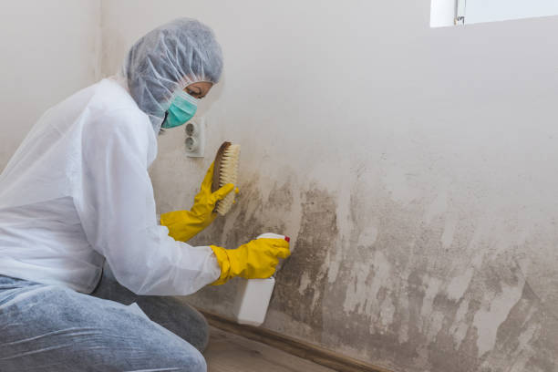 Certified Mold Removal in Sound Beach, NY