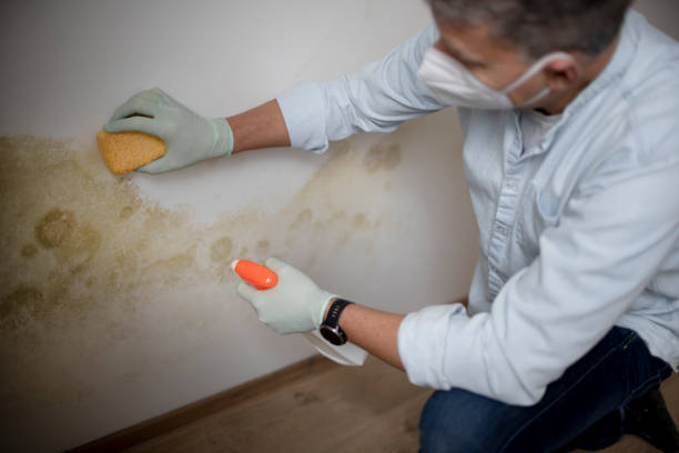 Best Mold Remediation  in Sound Beach, NY