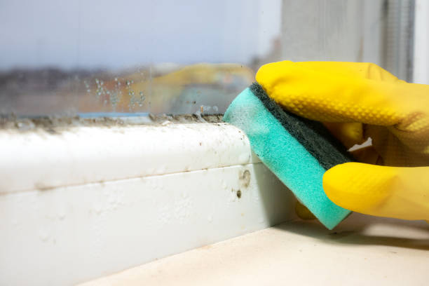 Best Local Mold Removal Service  in Sound Beach, NY