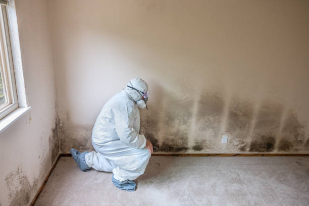 Best Mold Remediation  in Sound Beach, NY
