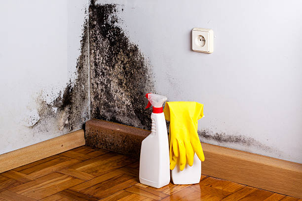 Best Residential Mold Removal  in Sound Beach, NY